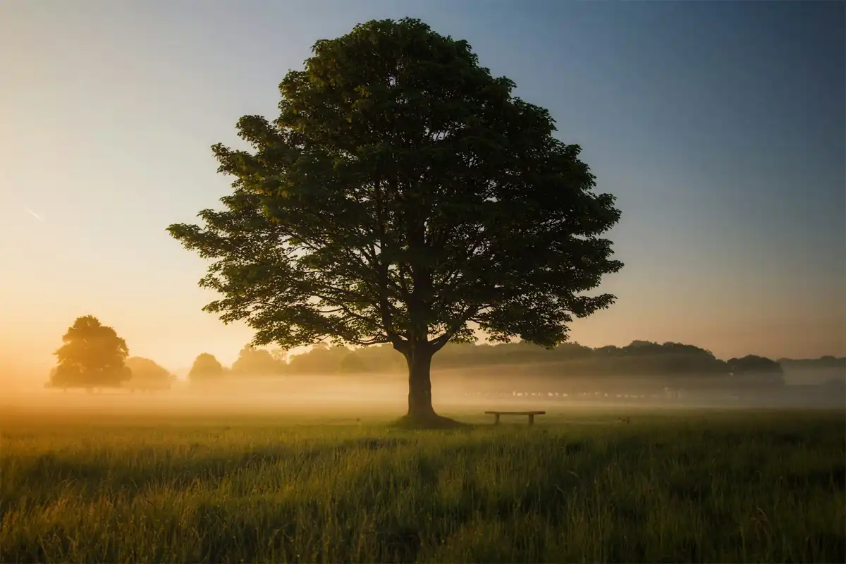 When Great Trees Fall: Funeral Pre-Planning in an Age-Friendly Community
